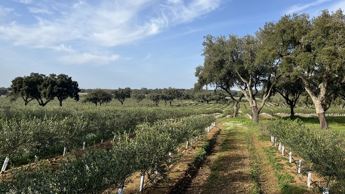 El sector oleícola internacional y el caso especial portugués|Captura de pantalla 2025-07-15 165925|Captura de pantalla 2025-07-15 165940|Captura de pantalla 2025-07-15 170019